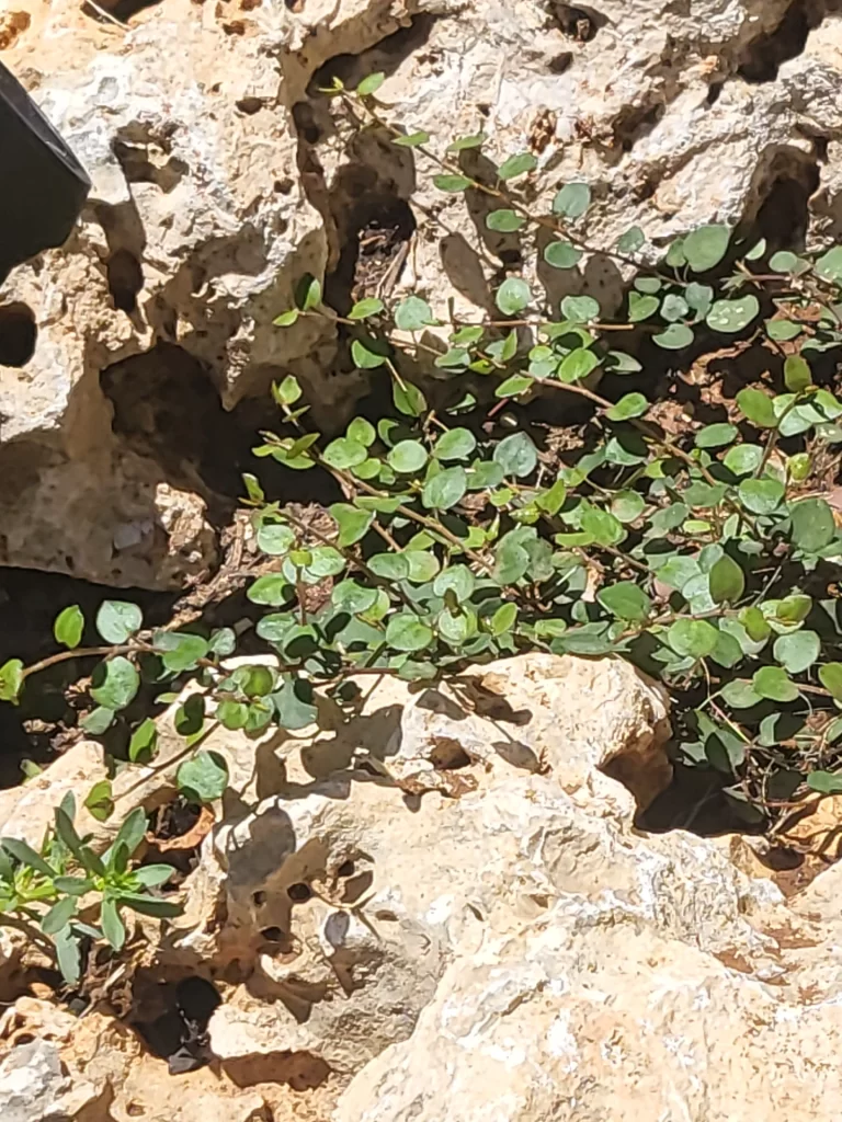 גן ירושלמי 2